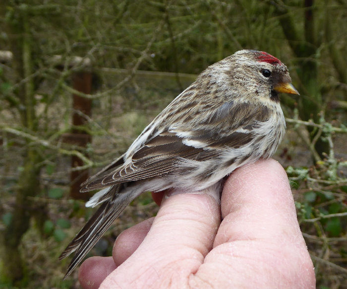 Mealy (Common) Redpoll