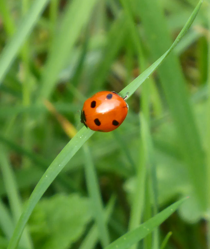 7 Spot Ladybird on blade of grass