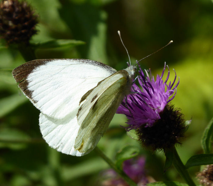 Male Large White
