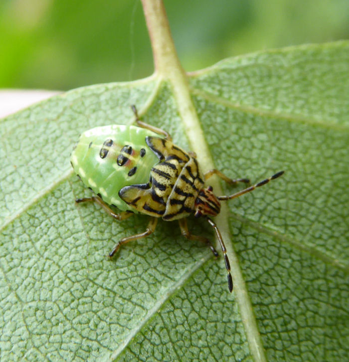 Parent Bug instar
