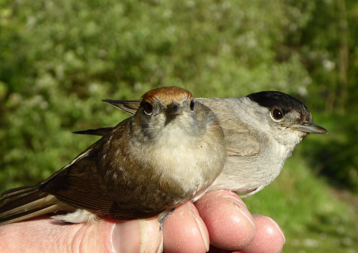 A pair of Blackcaps