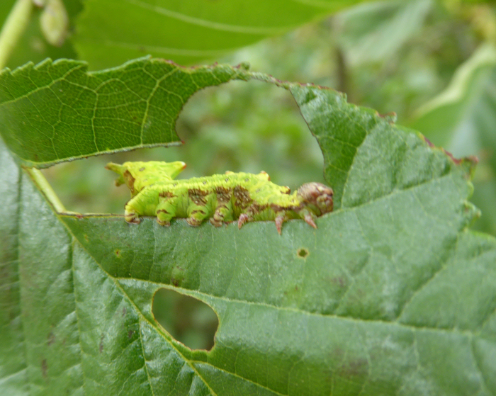 Prominent moth sp caterpillar