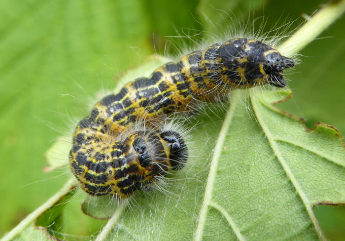 Buff Tip caterpillar