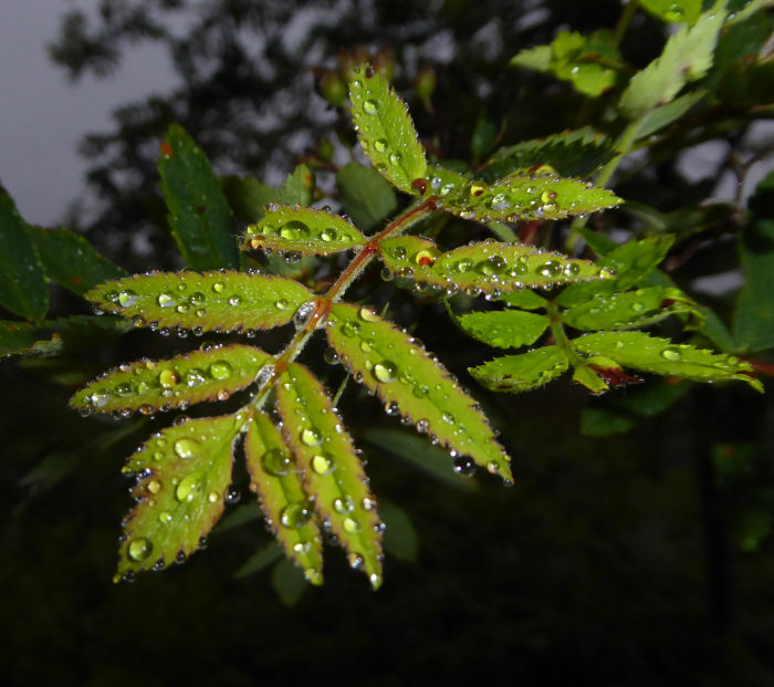 Rowan leaves and water droplets
