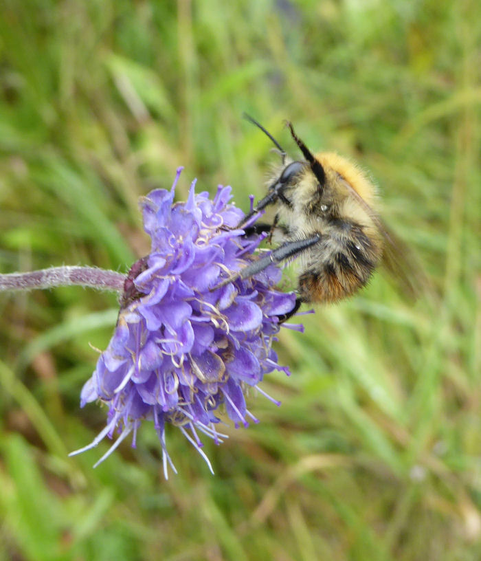 Bee foraging