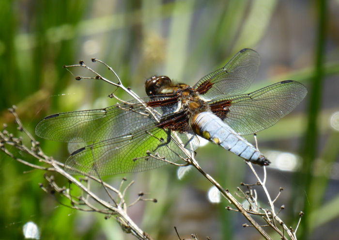 Braod-bodied Chaser