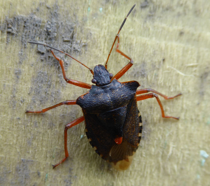 Forest Shield bug