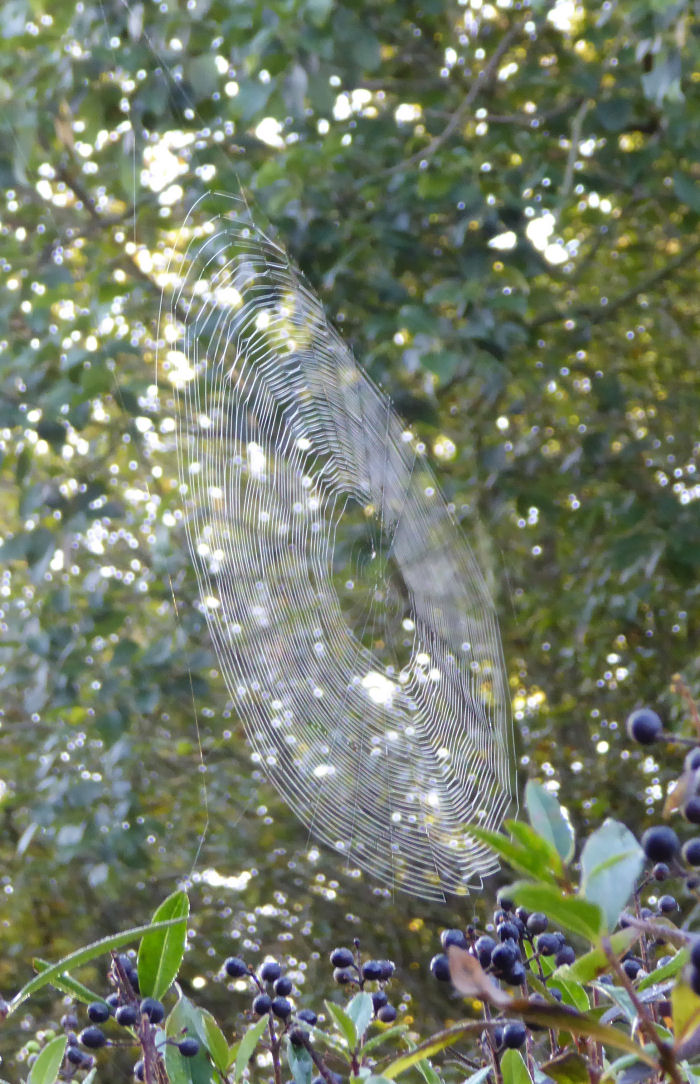 A vertical spider's web