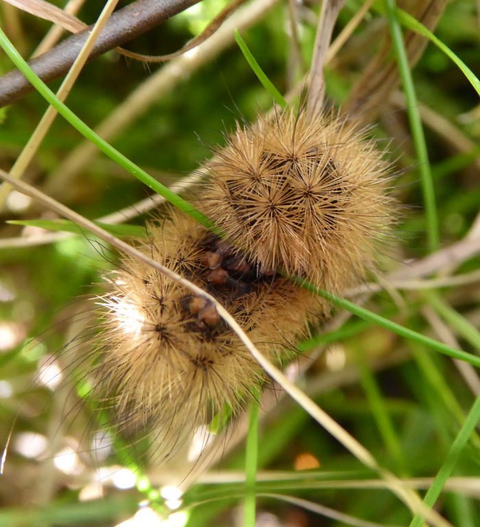 Brown, hairy caterpillar