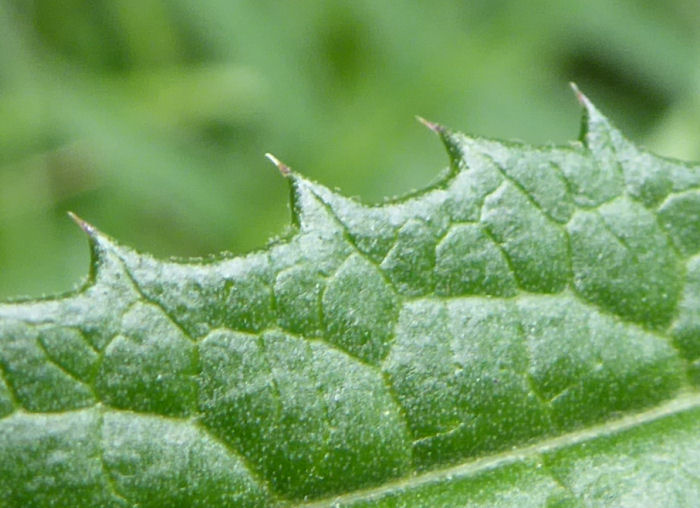 Serrated edge of Saw-wort leaf