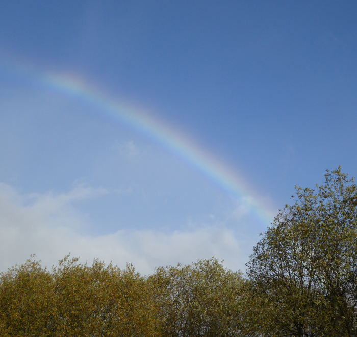 Rainbow over Foxglove