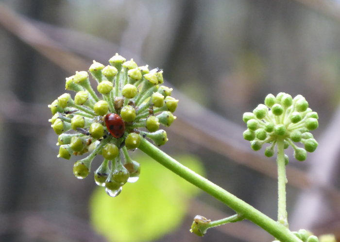 Ivy flower and ladybird