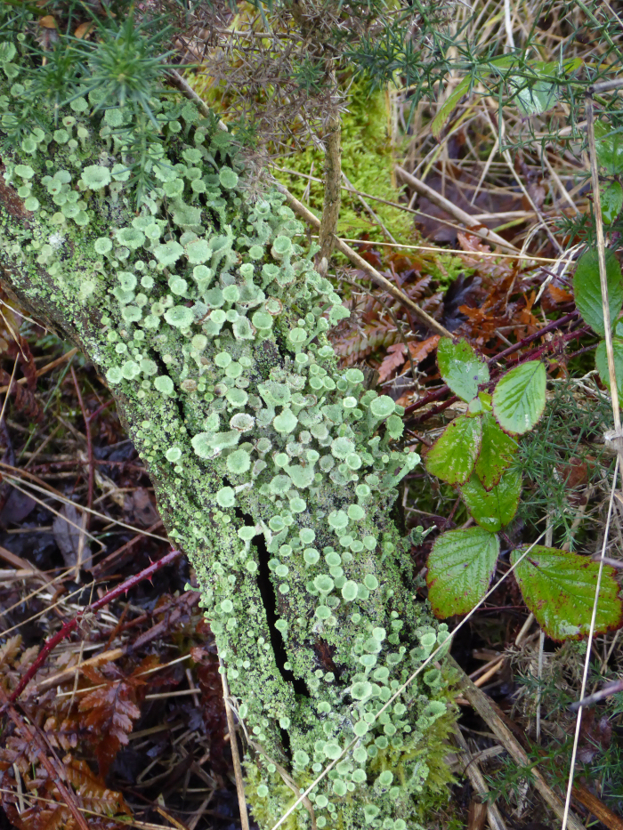 Lichens on an old Gorse shrub