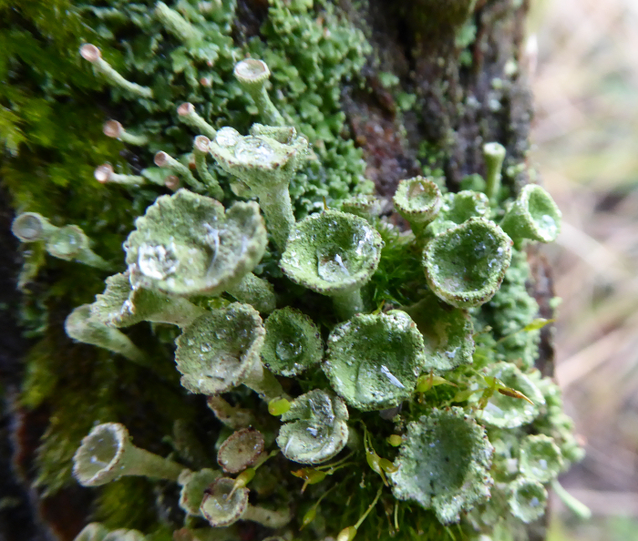 Lichens with small water droplets