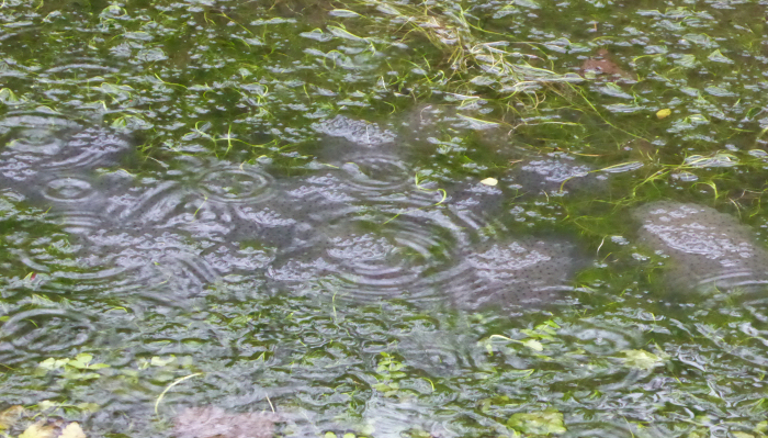 Frogspawn in the rain