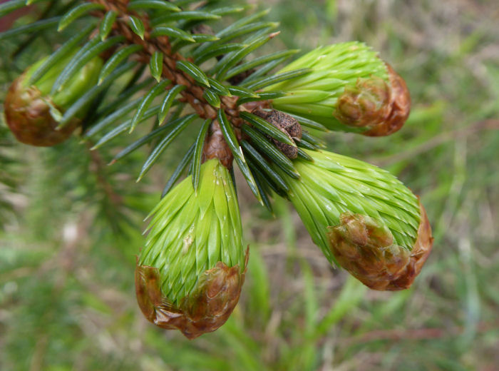 New growth on the conifers