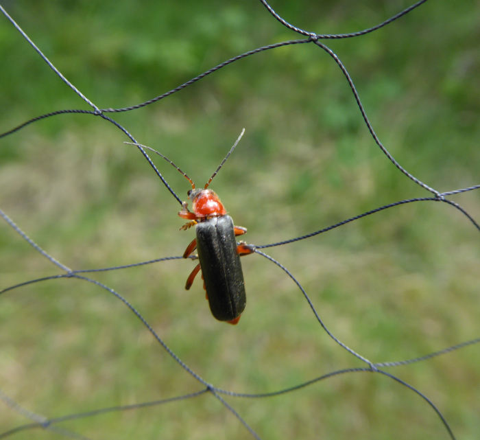 Soldier beetle in the mist net