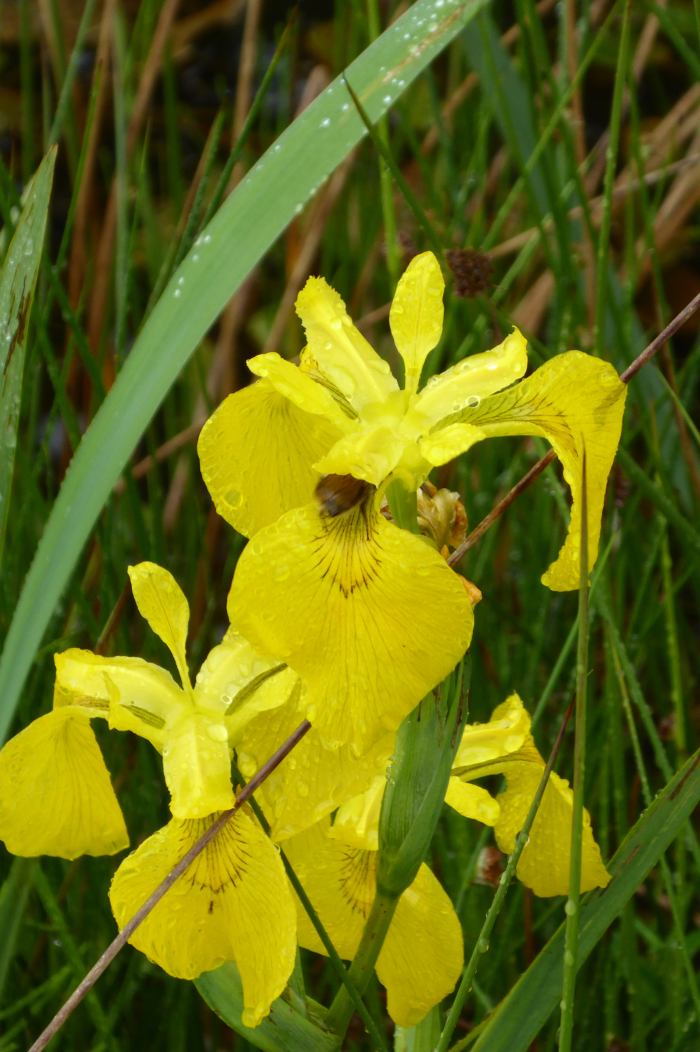 Bee in Yellow ris flower