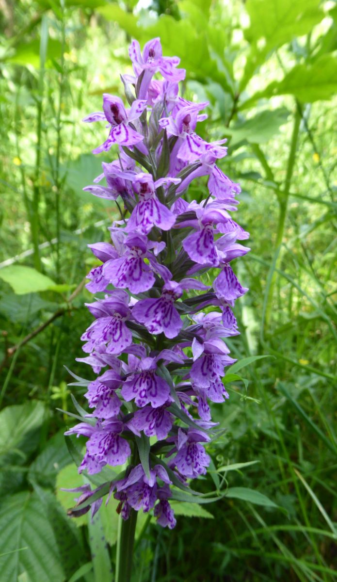 Possible Common Spotted Orchid