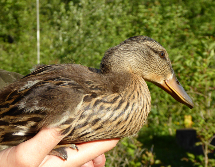 Juvenile Mallard Duckling