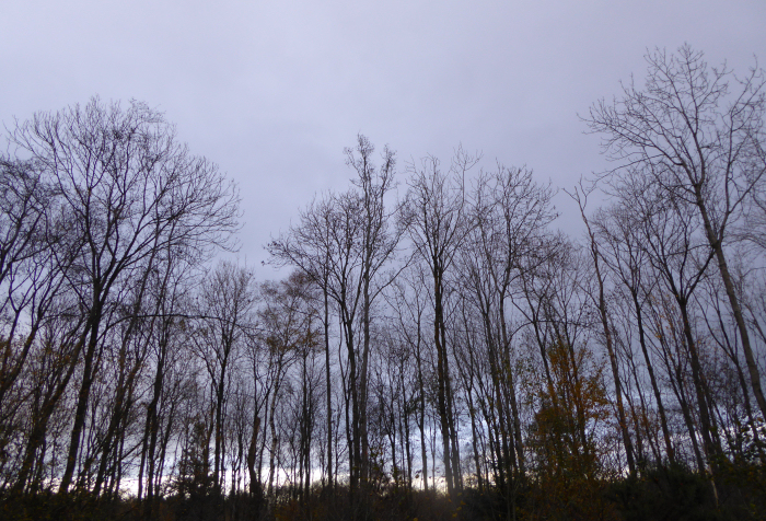 Leafless Ash trees