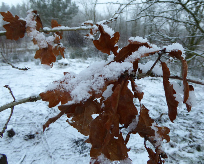 Oak leaves and snow