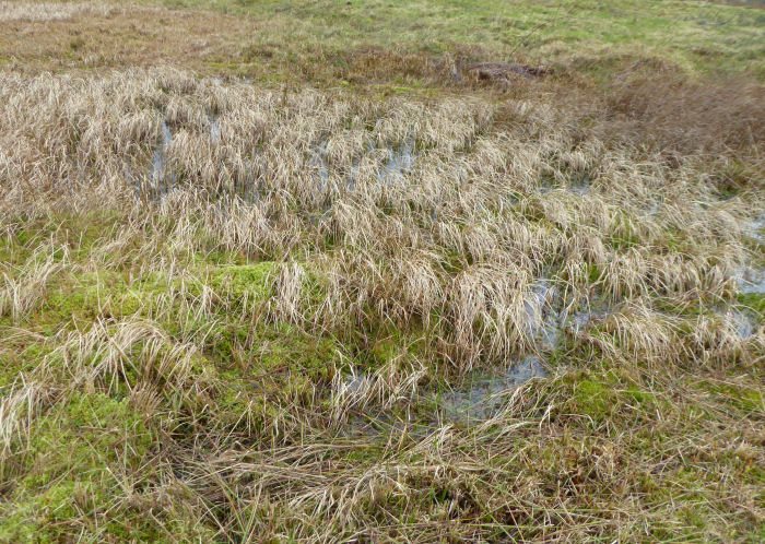 Sphagnum pond on wetland