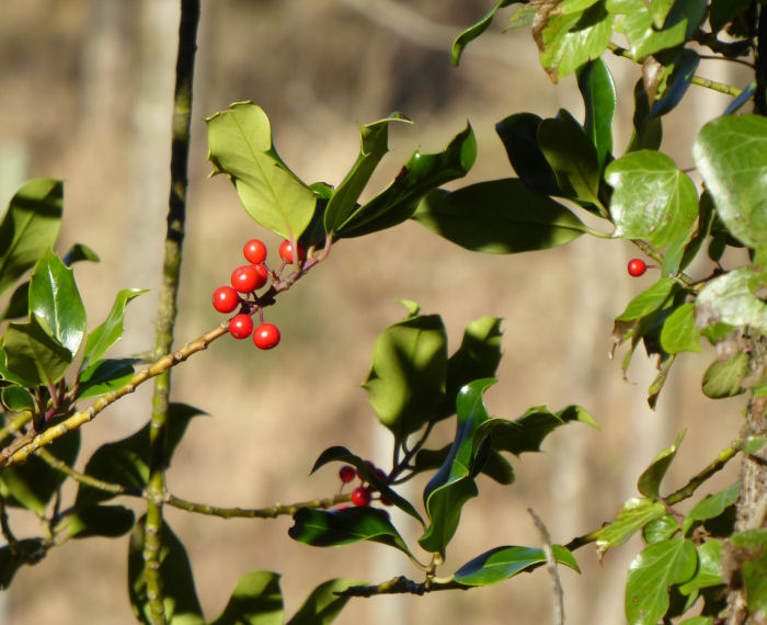 Berries on the Holly