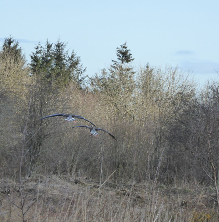 Greylag Geese flying