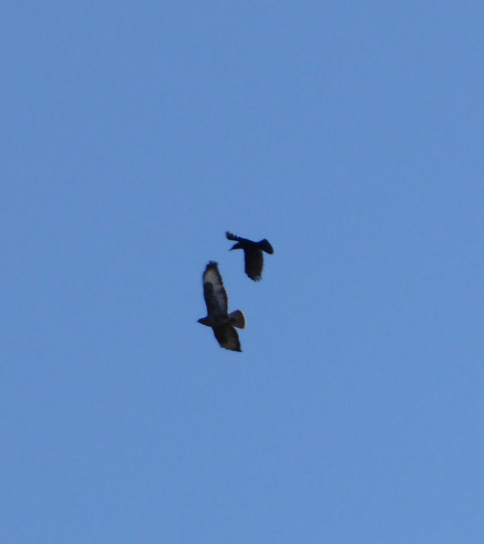 Crow harrassing a Buzzard