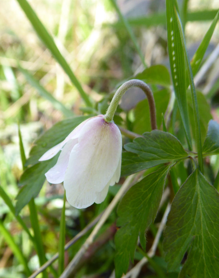 Wood Anemone in the early morning