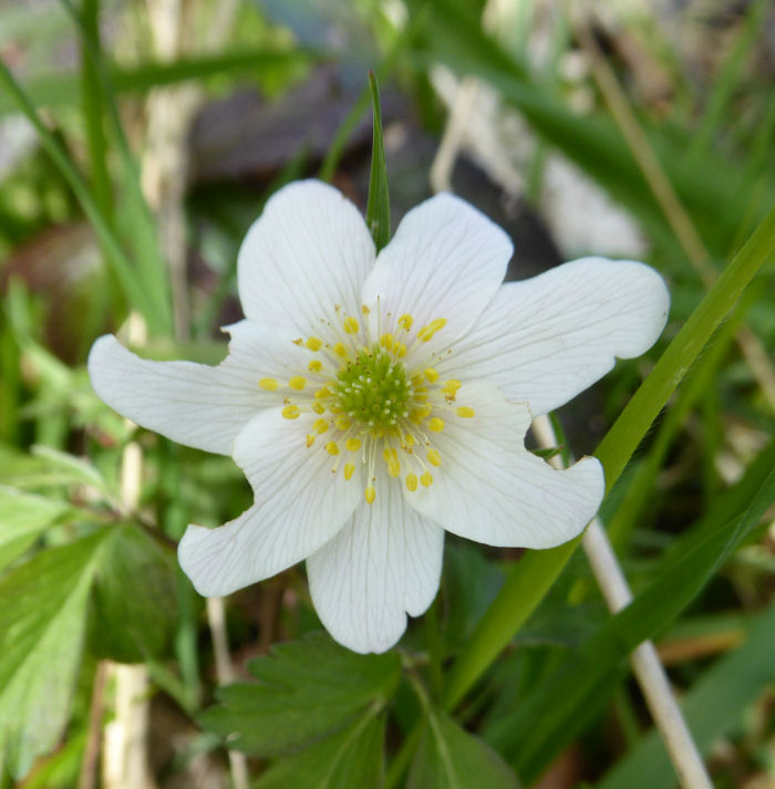 Wood Anemone open by midday