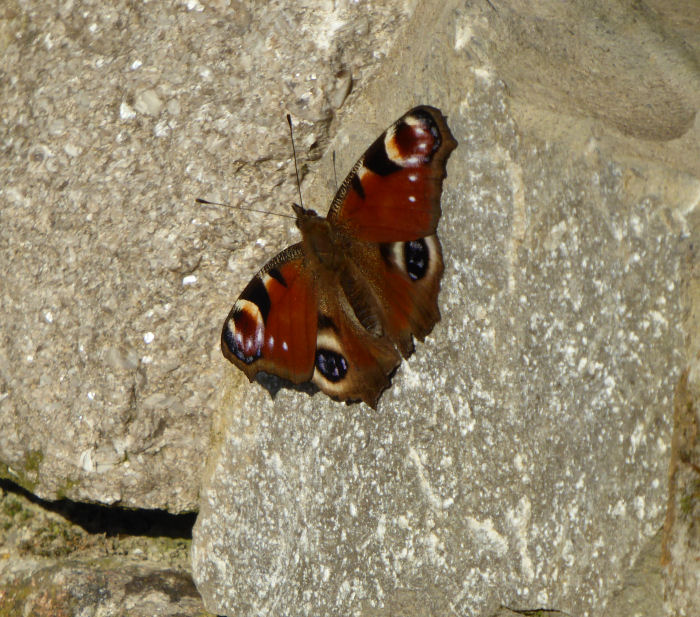 Peacock butterfly on teh dry stone wall