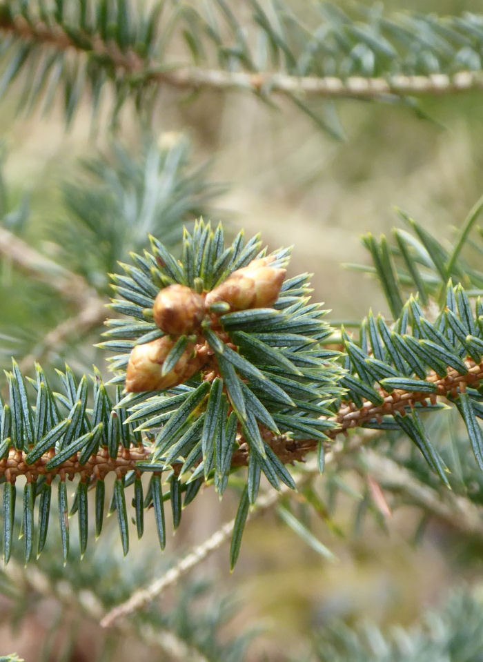 New buds on a conifer