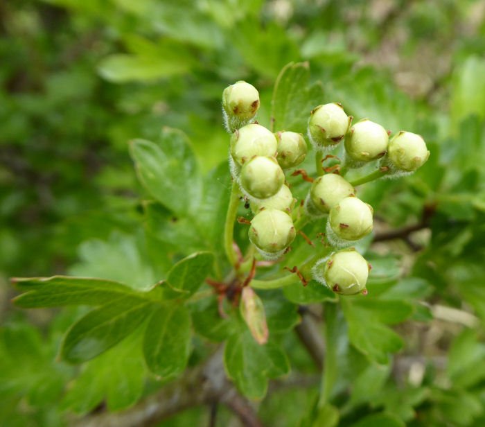 May blossom buds