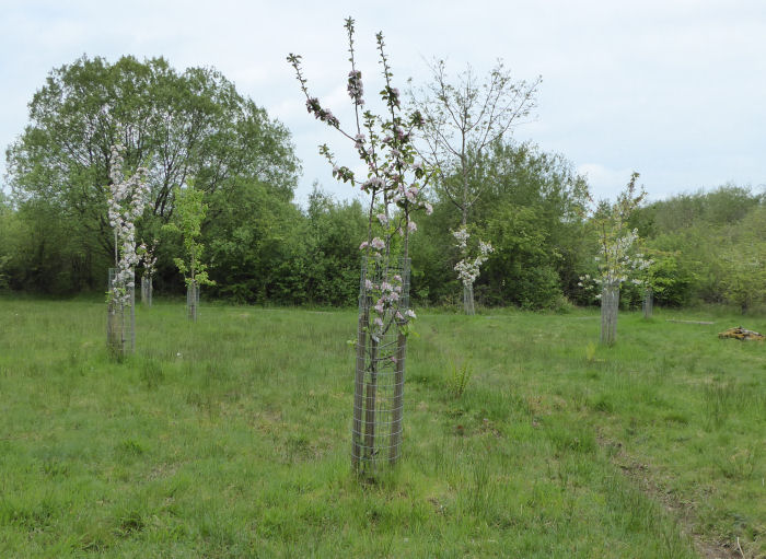 The orchard