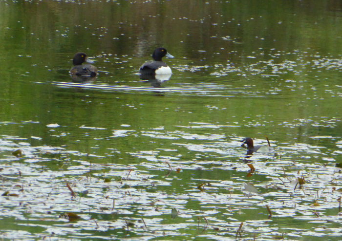 Tufted Duck with Little Grebe