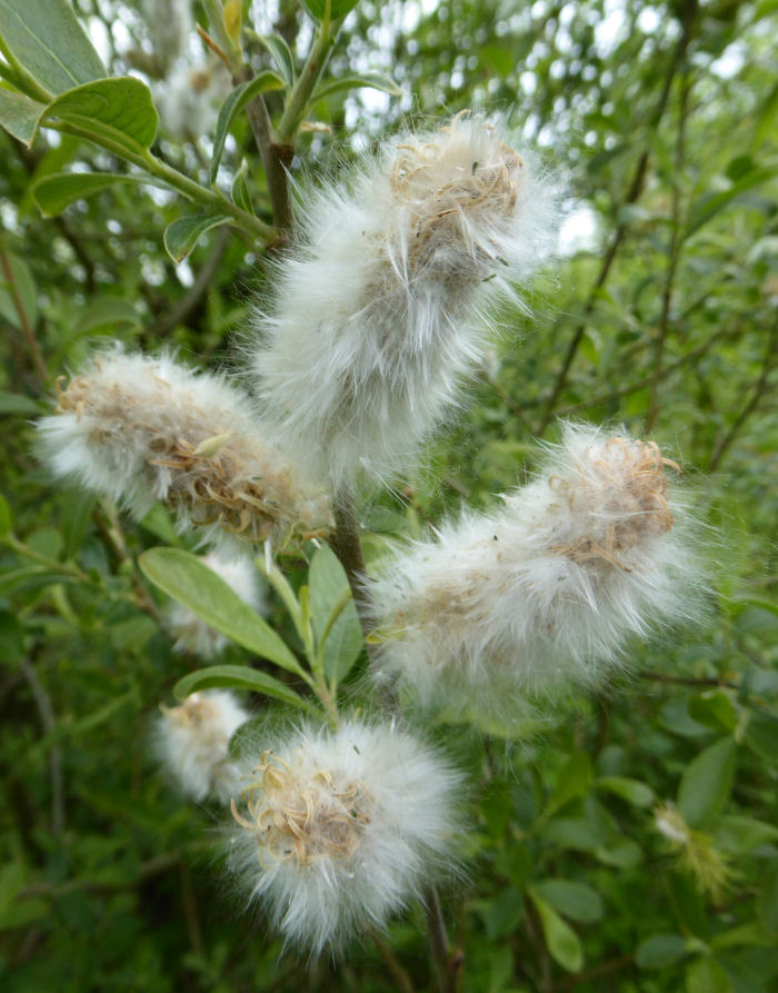 Willow seeds