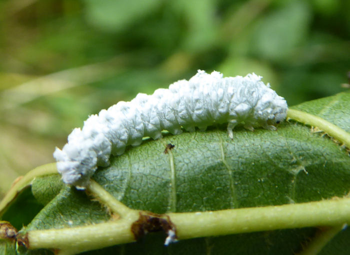 White type of caterpillar?
