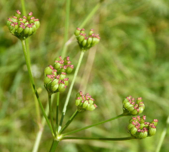 Pepper Saxifrage seed head