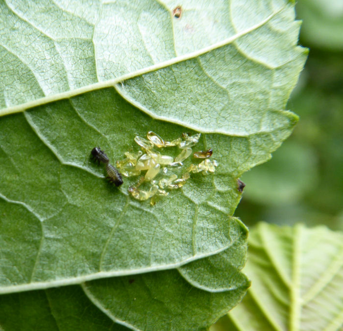 Green Leaf Beetle larvae