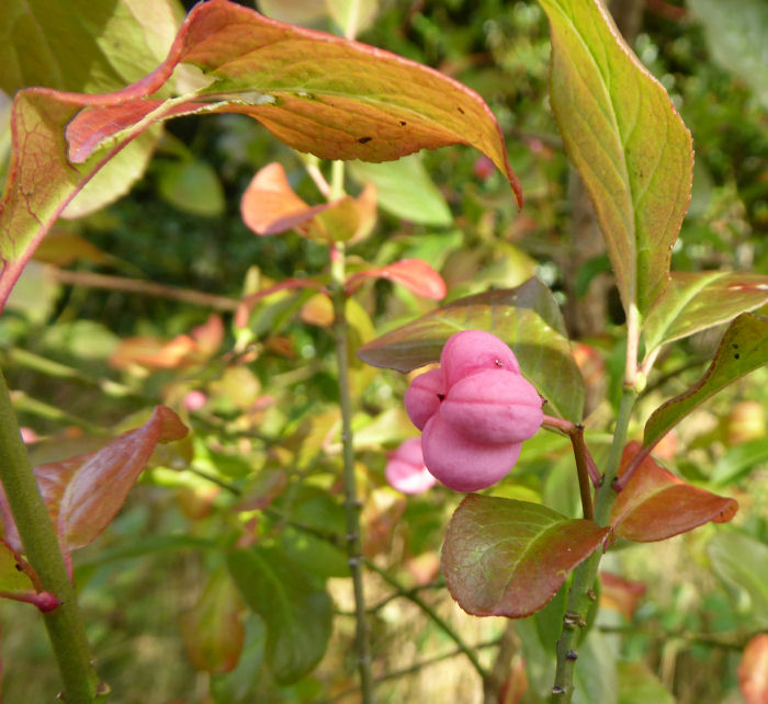 Spindle fruit