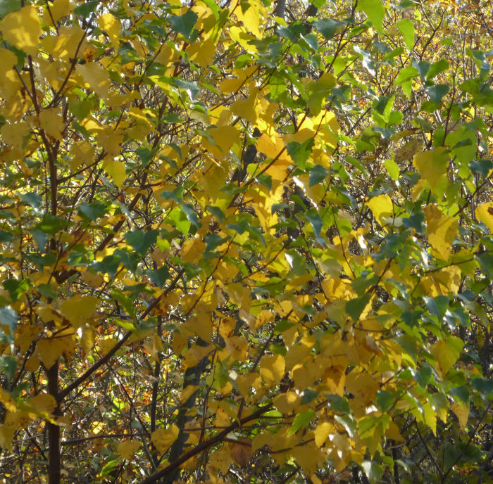 Yellow/gold Silver Birch leaves