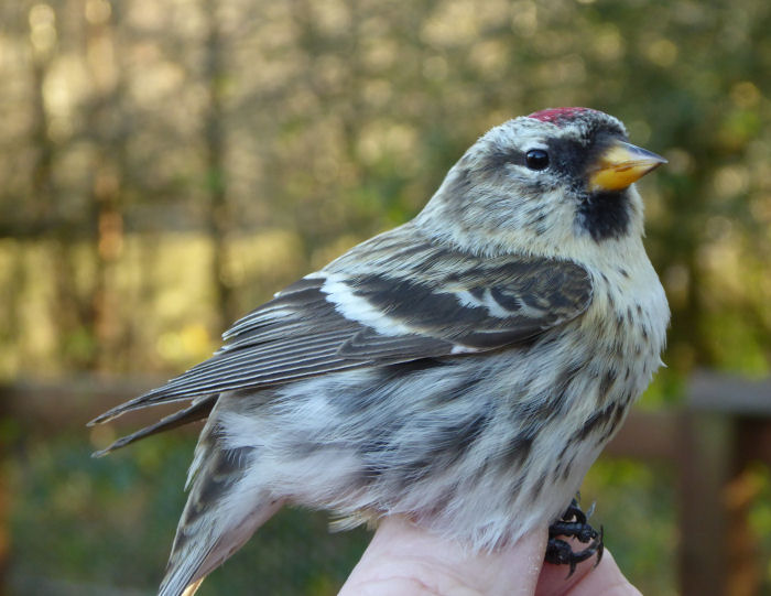 A Mealy Redpoll