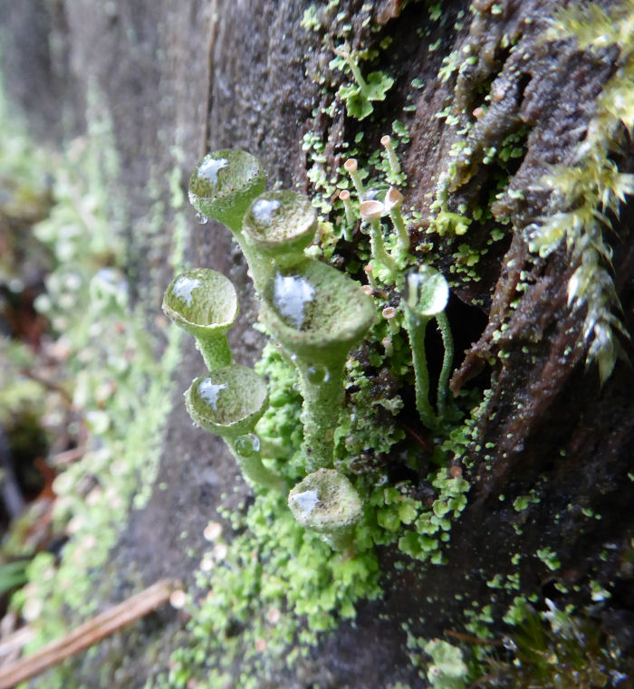 Cup lichen with water droplets