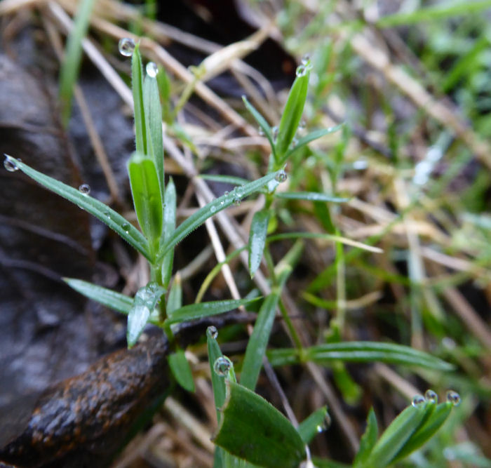 Greater Stitchwort leaves