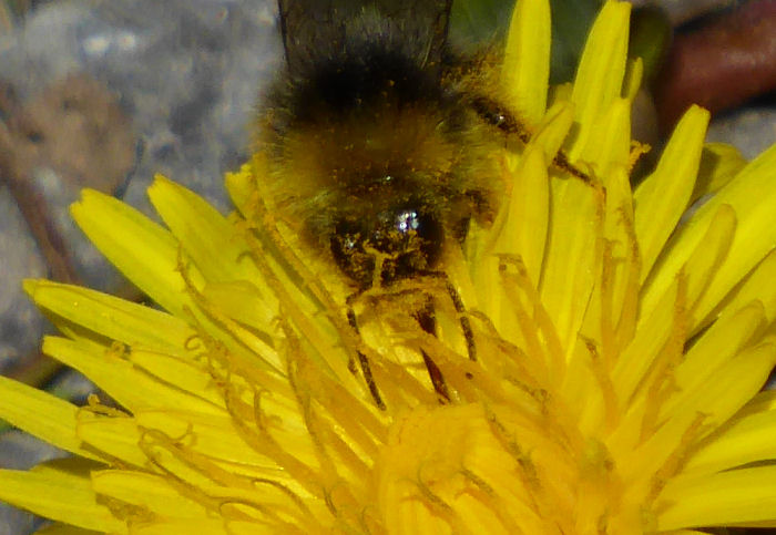 Bee covered in pollen on a Dandelion