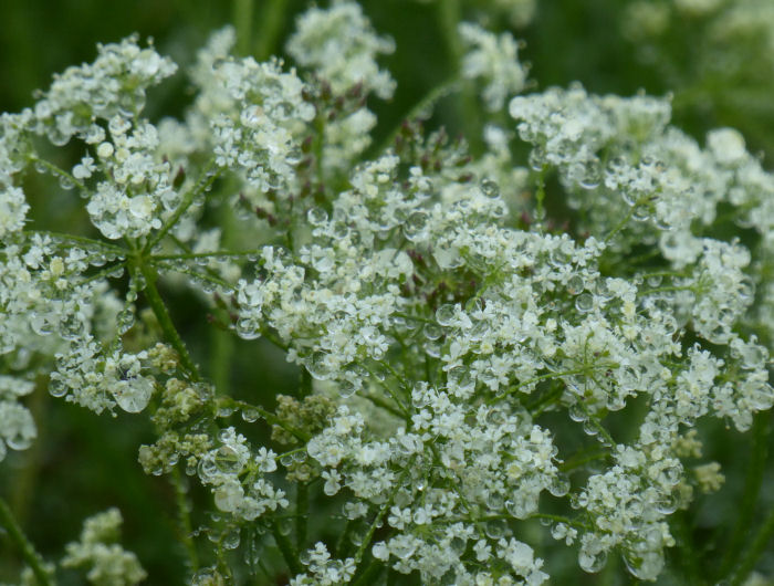 Pignut flowers laden with water