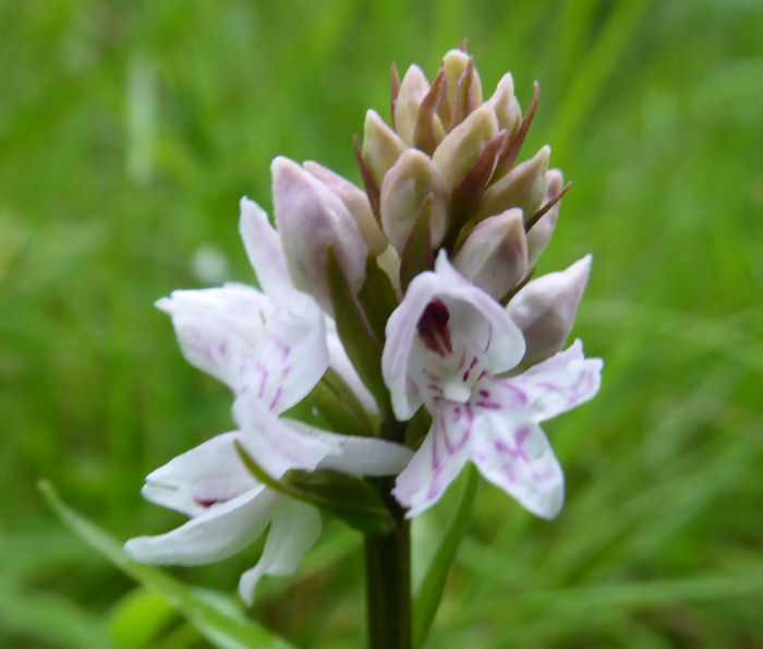 Probably Common Spotted Orchid
