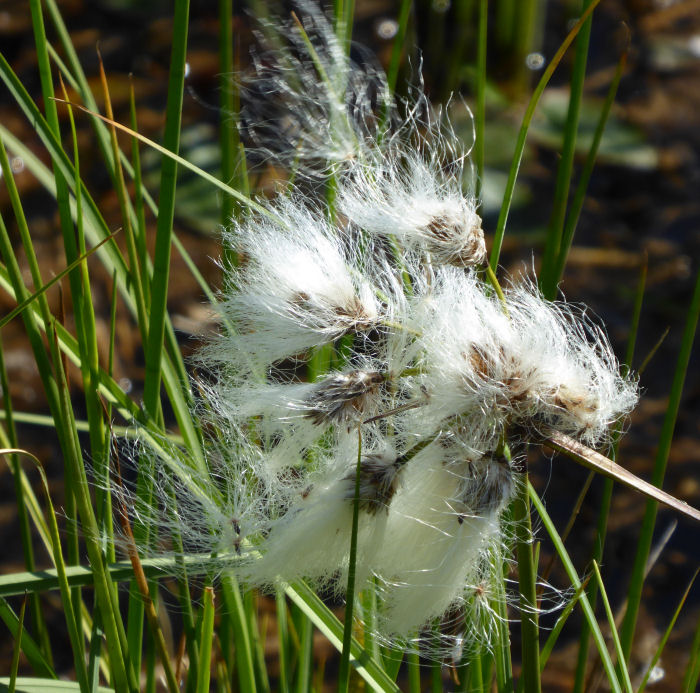 Cotton Grass seeds